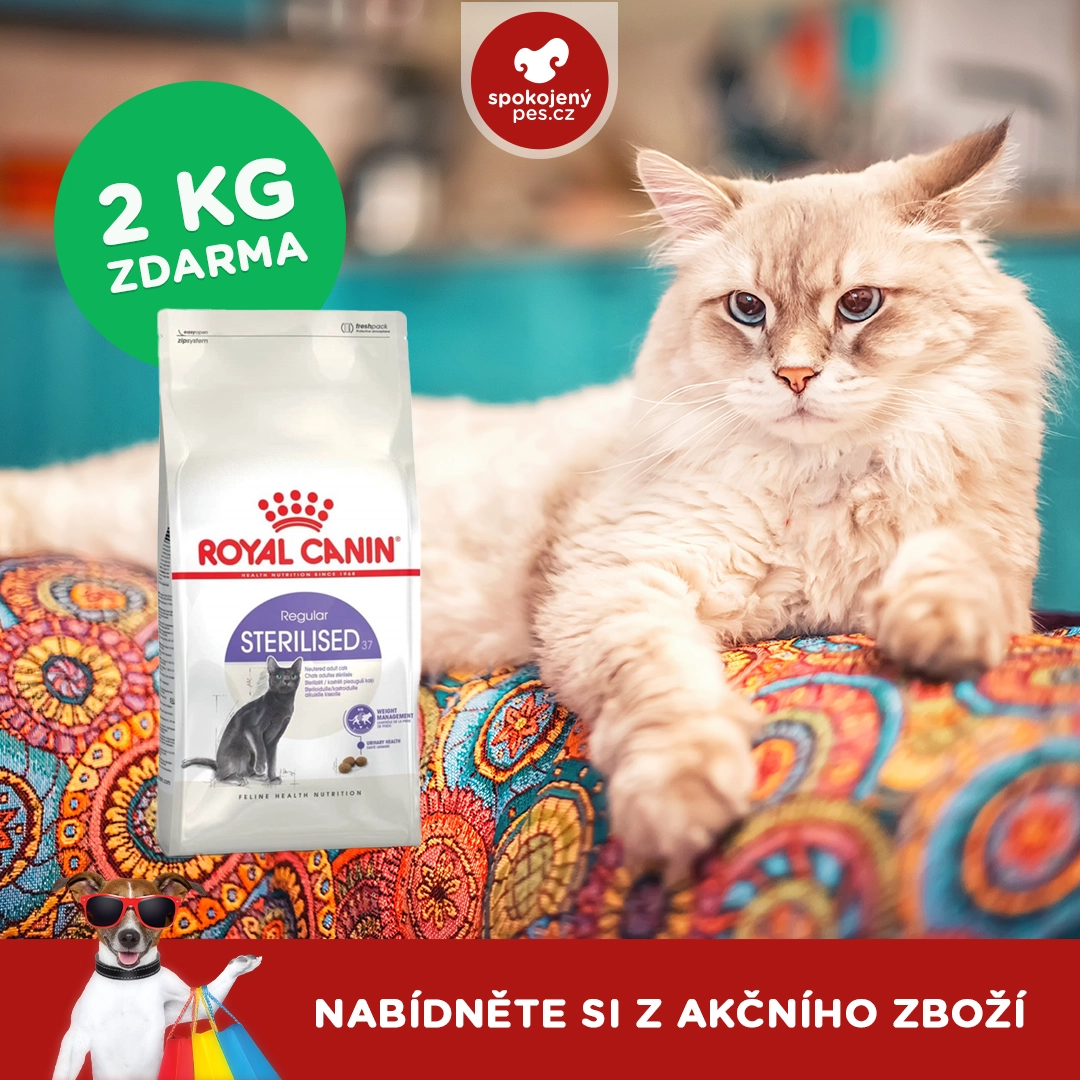 cat royal.webp